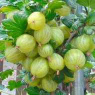 Саженец Крыжовник Шалун в контейнере